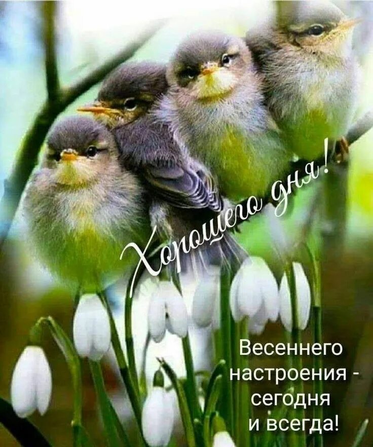 С Добрым, Бодрым Утречком! Просыпайся,улыбайся - смотреть видео онлайн от "ДОМОХ