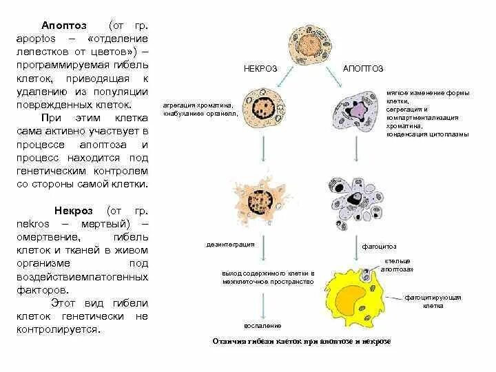 Схема гибели клеточного ядра. Схема гибели клеточного ядра при апоптозе. Гибель клеток при некрозе и апоптозе. Морфологические изменения ядра в процессе гибели клеток. Необратимые изменения клетки