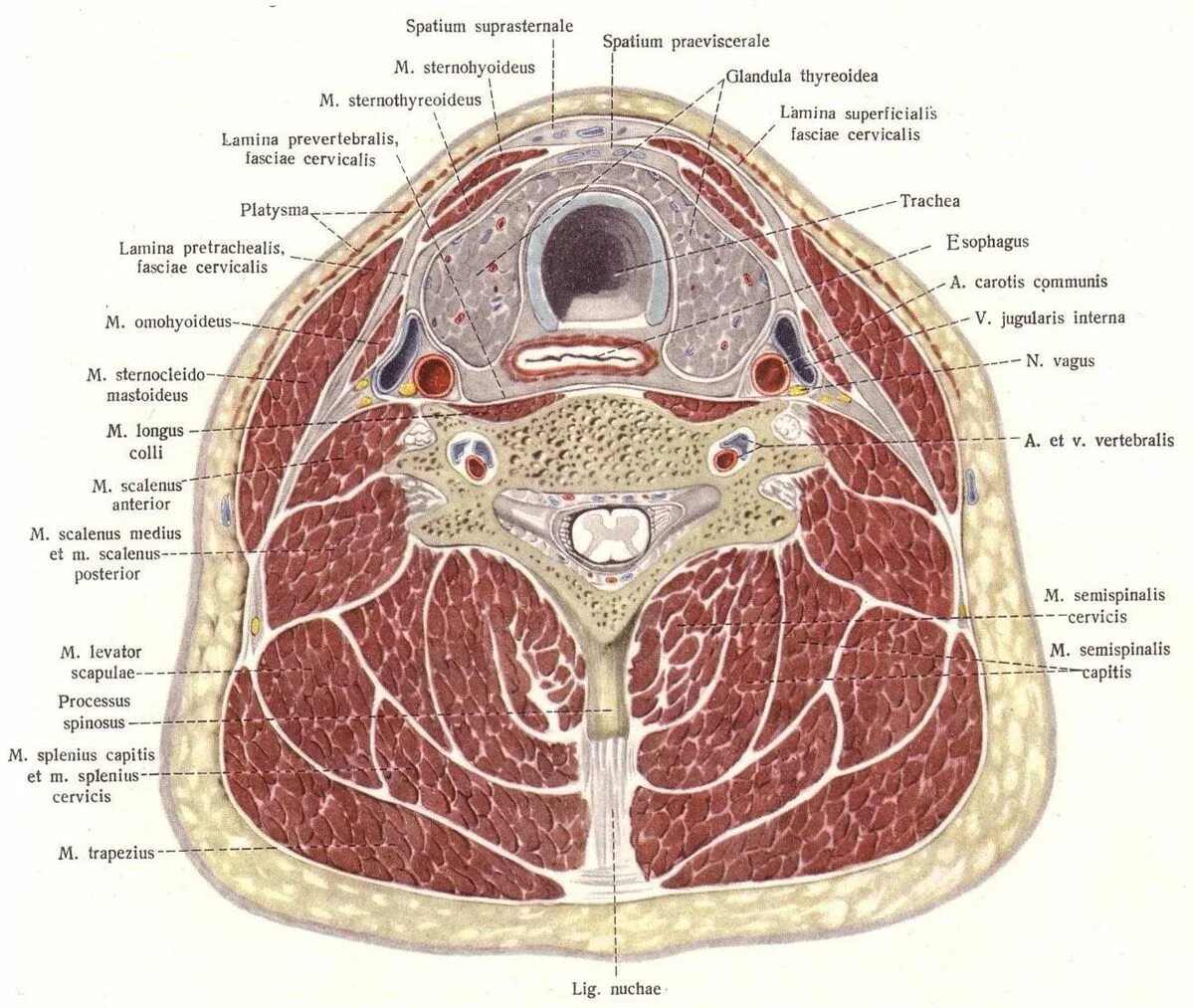 поперечный срез шеи анатомия. фасции шеи по шевкуненко топографическая анатомия. распил шеи. фасции шеи и клетчаточные пространства топография. распил шеи.