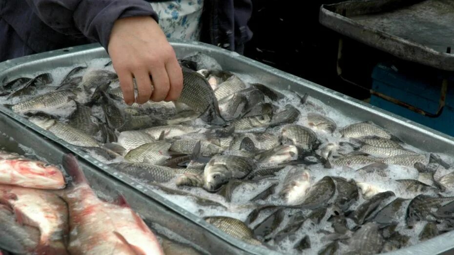Купить рыбу в пензе. Рыба на Пензенской Саратов.