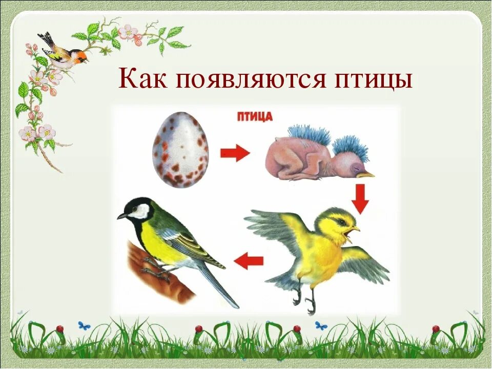 Конспект рост и развитие животных 8 класс. Как появляется птица. Как появляются птицы для детей. Стадии развития птиц. Как появляются птицы картинка.