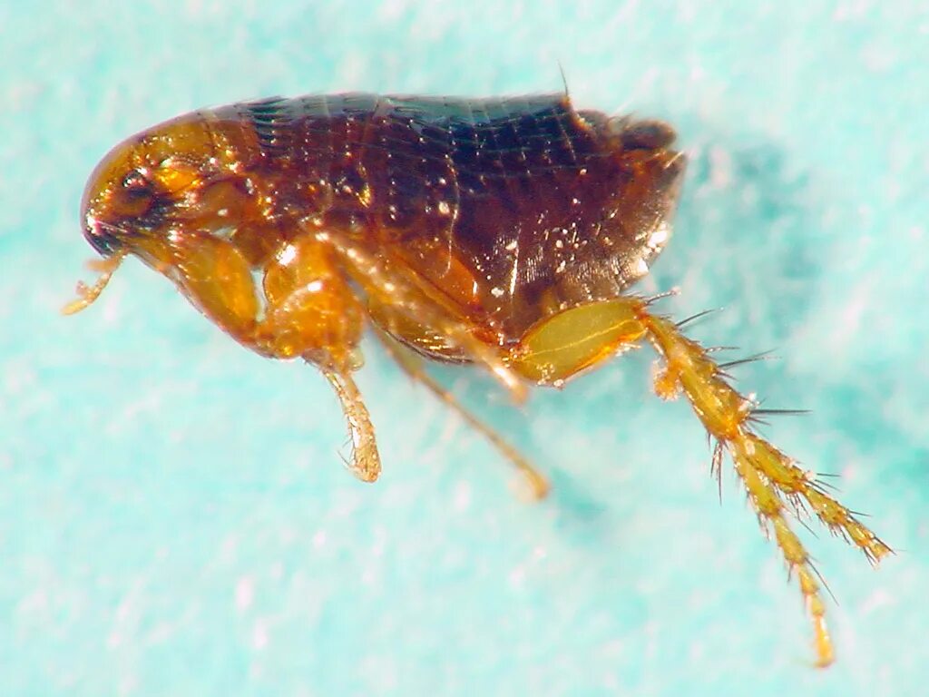 Блошки фото. Flea блоха. Человеческая блоха pulex irritans. Водяная блоха.