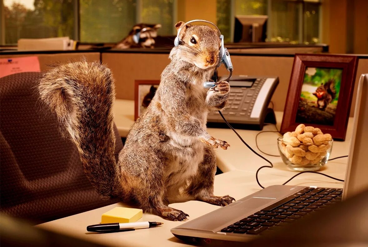 домашнее животное на работе. домашнее животное на работе. животные в кресле. животные на работе в офисе. животные на приеме у ветеринара.