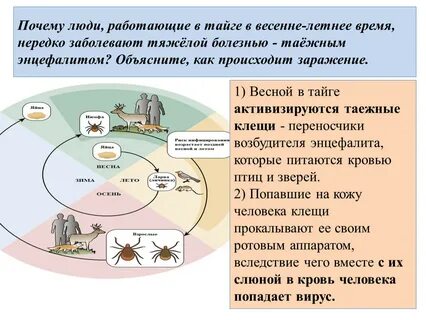 Как происходит заражение таежным энцефалитом