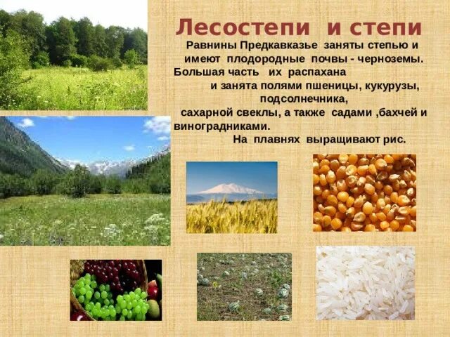 Лесостепи и степи отличаются богатством биологических ресурсов. Лесостепи и степи почва. Почв лесостепной и Степной зоны. Почка степь лесостепь. Почвы лесостепи в России.