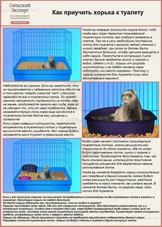 Содержание хорей