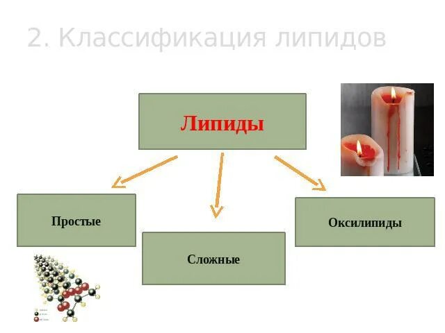 Биология 10 класс углеводы и липиды презентация. Функции углеводов и липидов кратко. Биология 10 класс углеводы и липиды презентация. Биология 10 класс углеводы и липиды презентация. Структура, классификация, функции липидов.