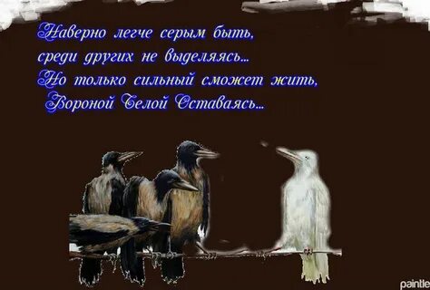 Куда уезжает белая ворона