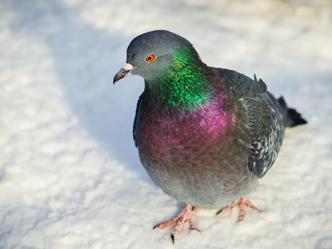 голуби на снегу. белая куропатка зимой. голубь зима. голубь зима. голубь.