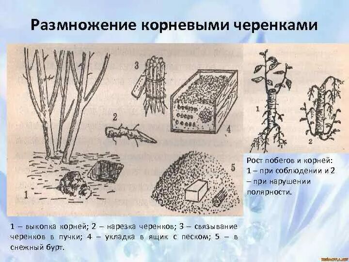 Размножение корневыми побегами. Размножение корневыми черенками. Размножение древесных растений. Размножение корневыми отводками.