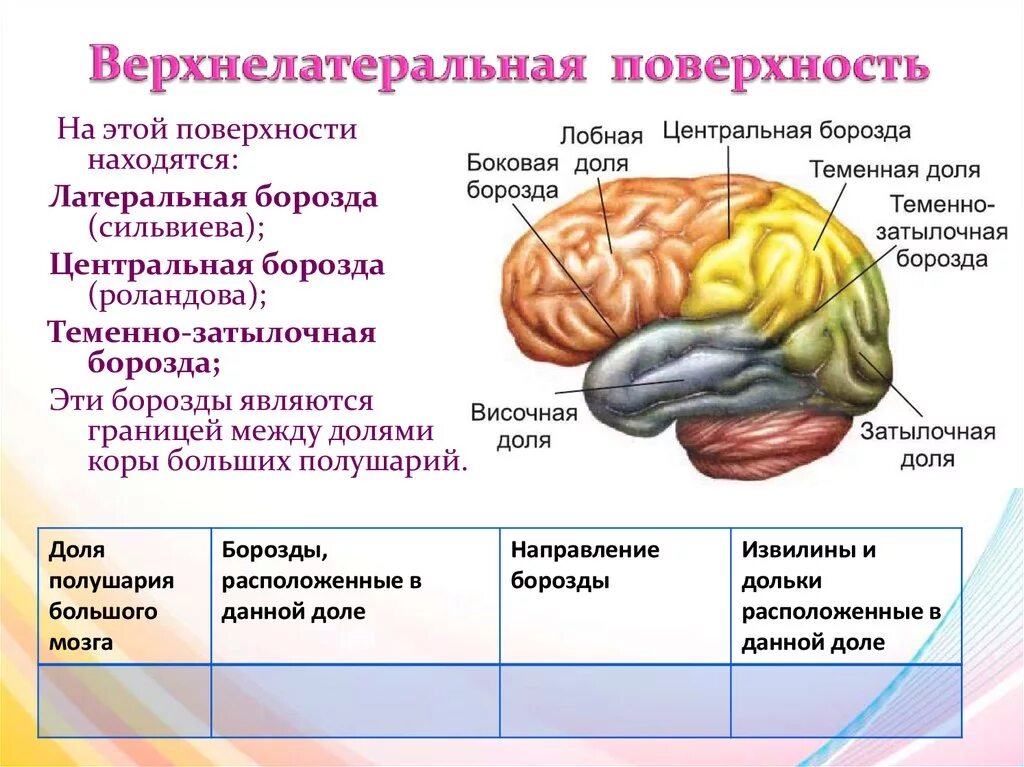 Анатомия коры головного мозга доли. Строение конечного мозга борозды. Борозды и извилины ВЕРХНЕЛАТЕРАЛЬНОЙ поверхности.