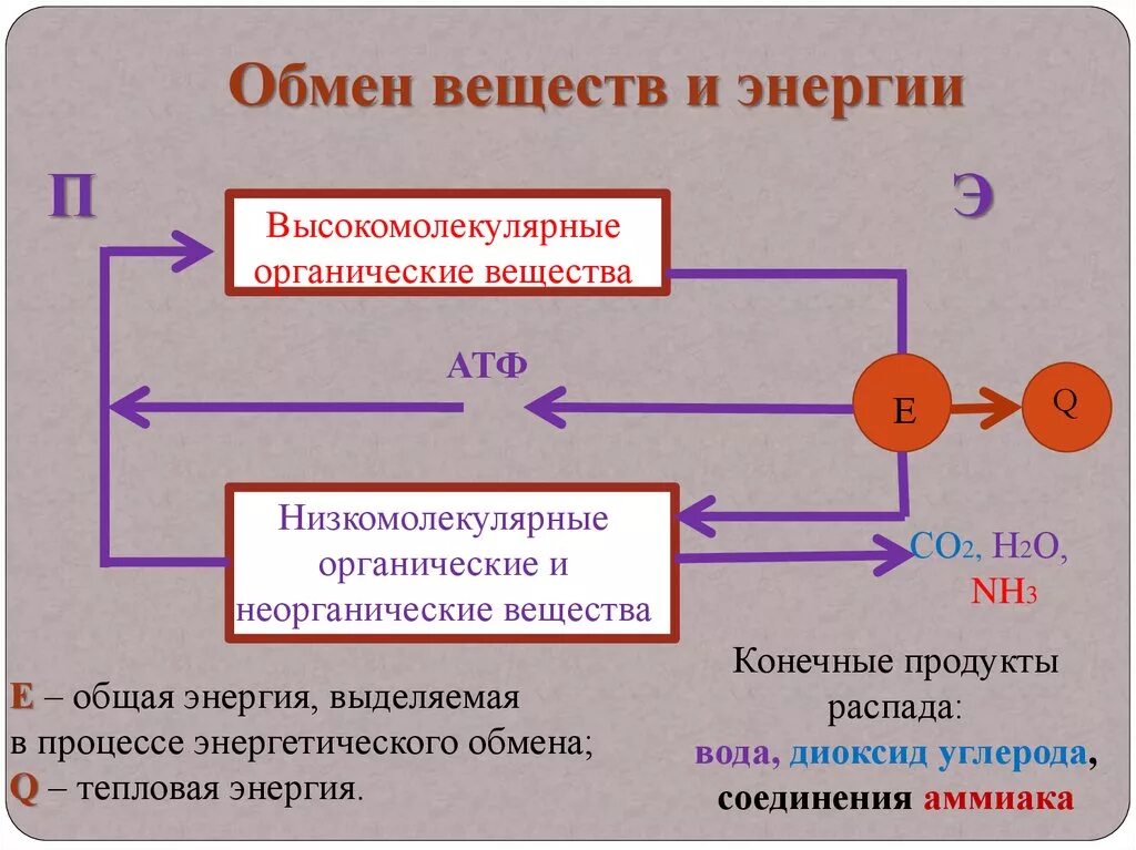 Тесной связи друг с другом. Обмен веществ и энергии. Схема обмена веществ и энергии. Два процесса метаболизма. Обмен веществ и превращение энергии схема.