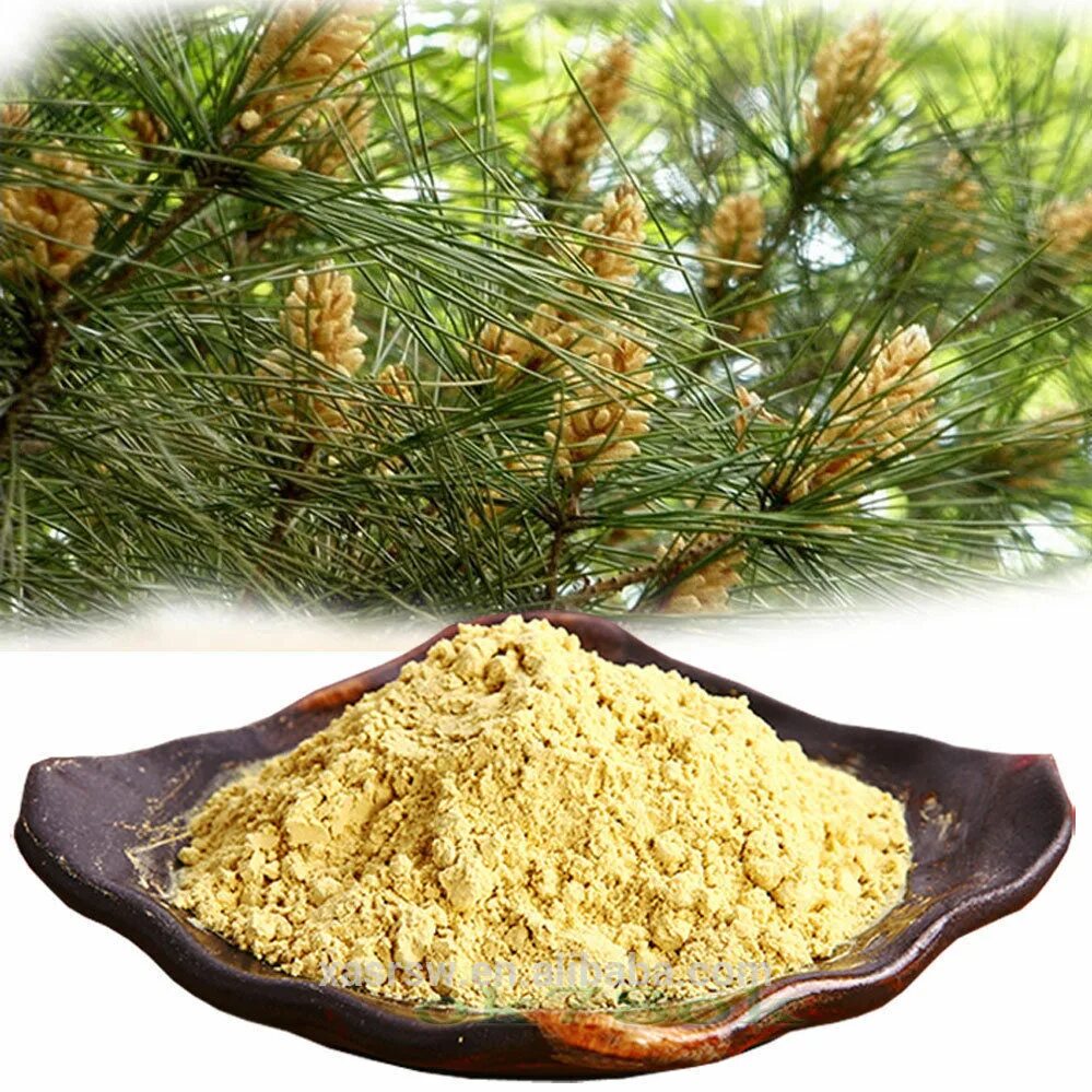 Сосновая пыльца pinus pollen, pinus. Пыльца шишки. Пыльца пицундской сосны. Сосна съедобная pinus edulis. Как выглядит пыльца сосны.