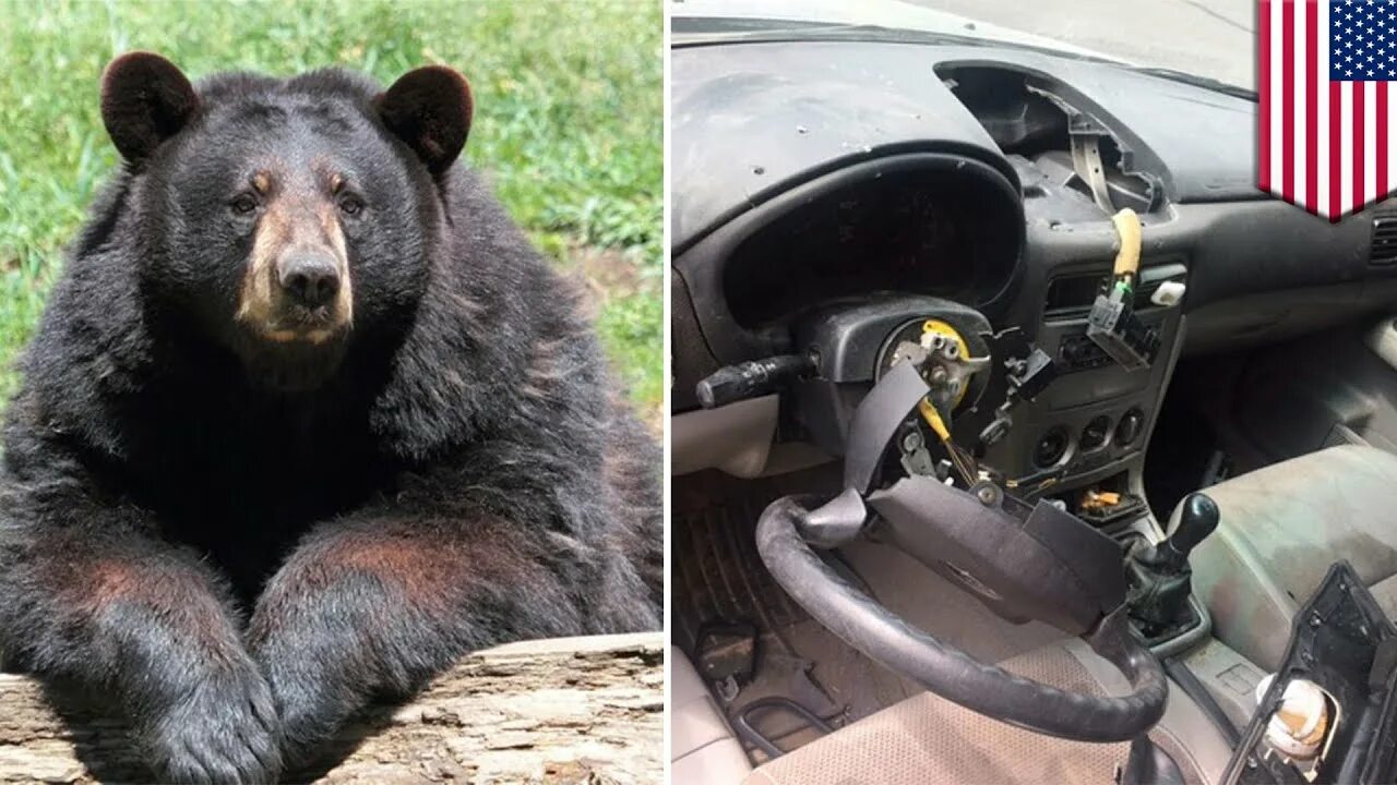 Bear in car. Bear in car. Bear break медведи. Медведь разодрал машину. Медведь в машине.
