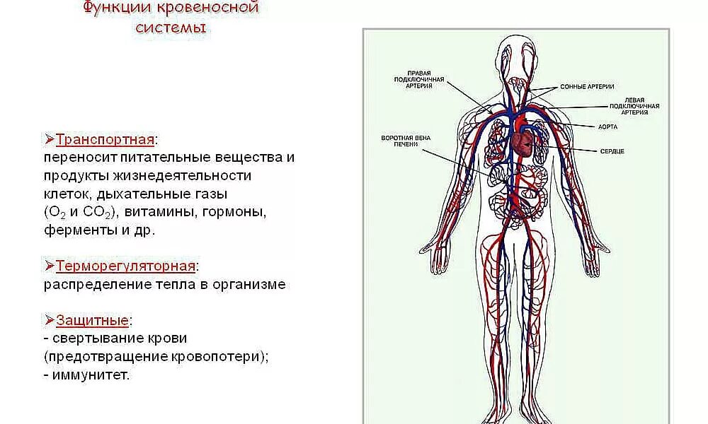 Кровеносная система органы и функции. Строение фунции кровунесный система. Кровеносная система человека функции кратко. Перечислите функции кровеносной системы.
