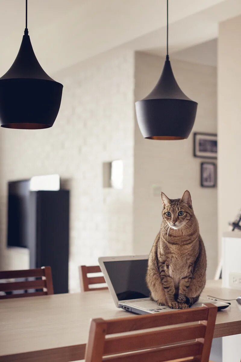 Кот в квартире видео. Кошка в квартире. Домашние животные для квартиры. Дом для собаки. Квартирка для кота.