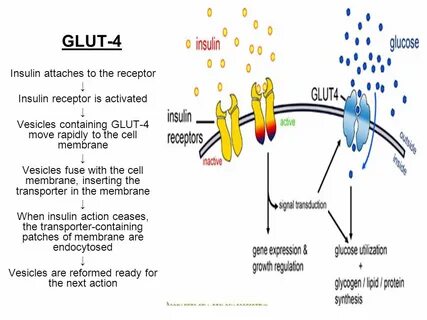 Glut