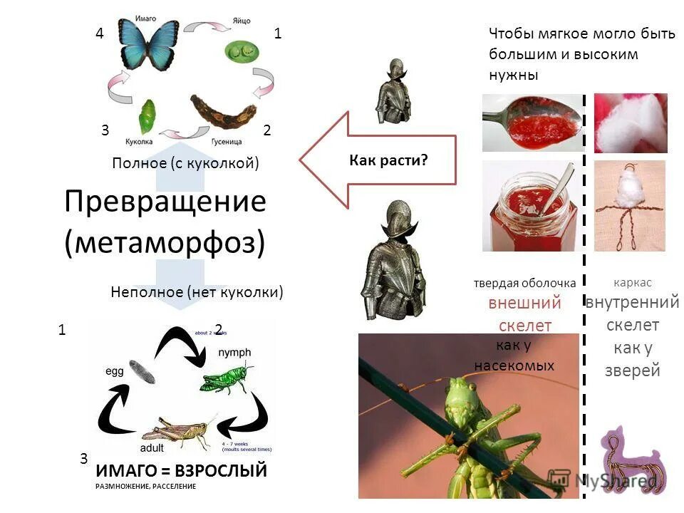 развитие кузнечика с неполным превращением. сверчок полное или неполное превращение. сверчок полное или неполное превращение. развитие с неполным превращением. развитие с неполным превращением характерно для.