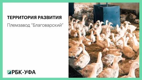 Благоварская птицефабрика