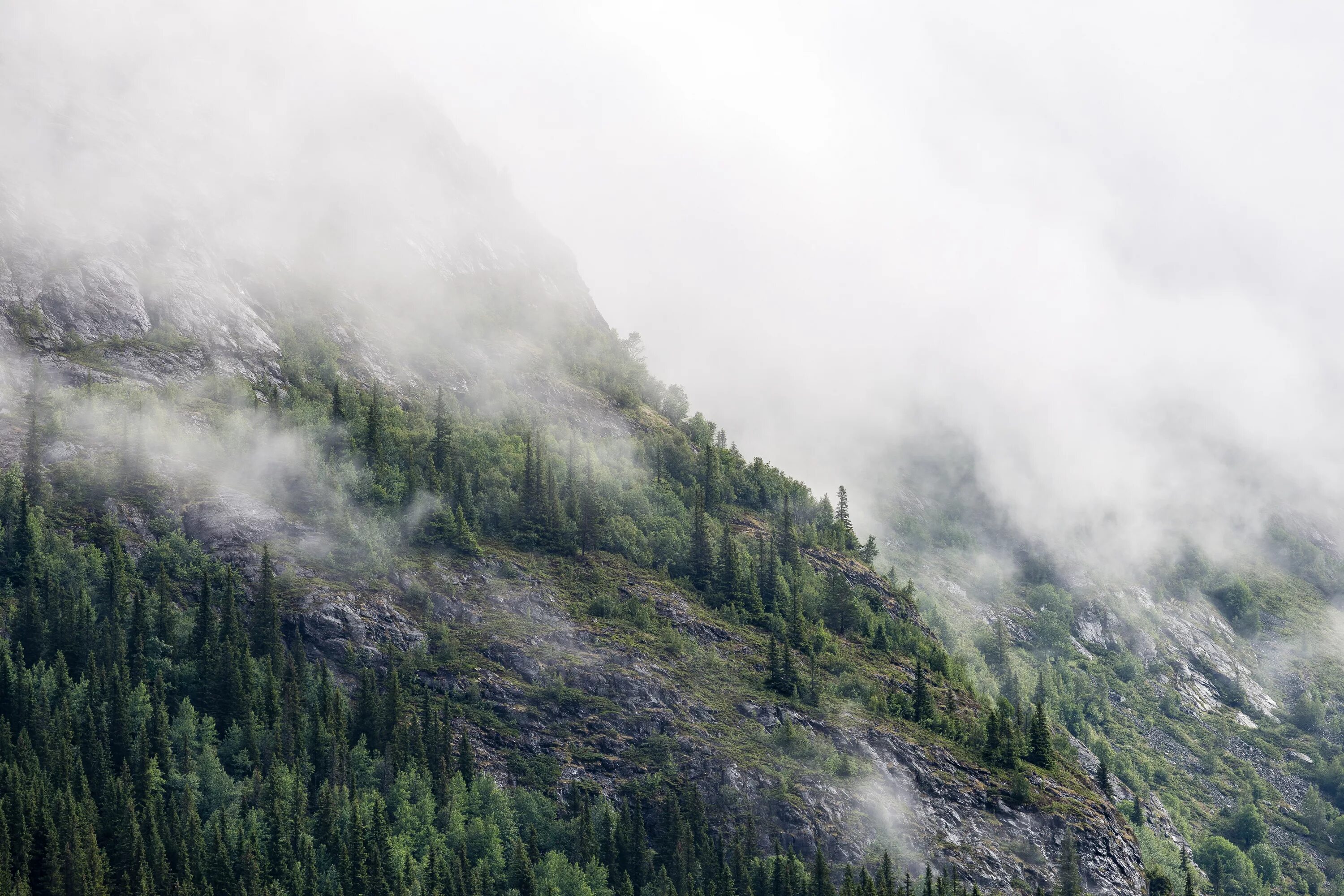Горы туман лес Скандинавия. Туманный лес в горах. Гори туман. Горы в тумане. Лес горы слились все