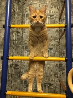 Кошка подтягивается