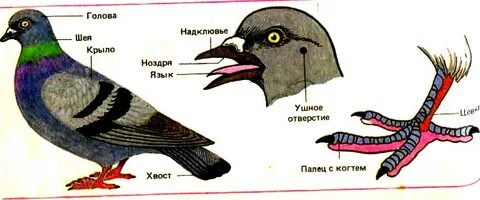 Строение хвоста голубя