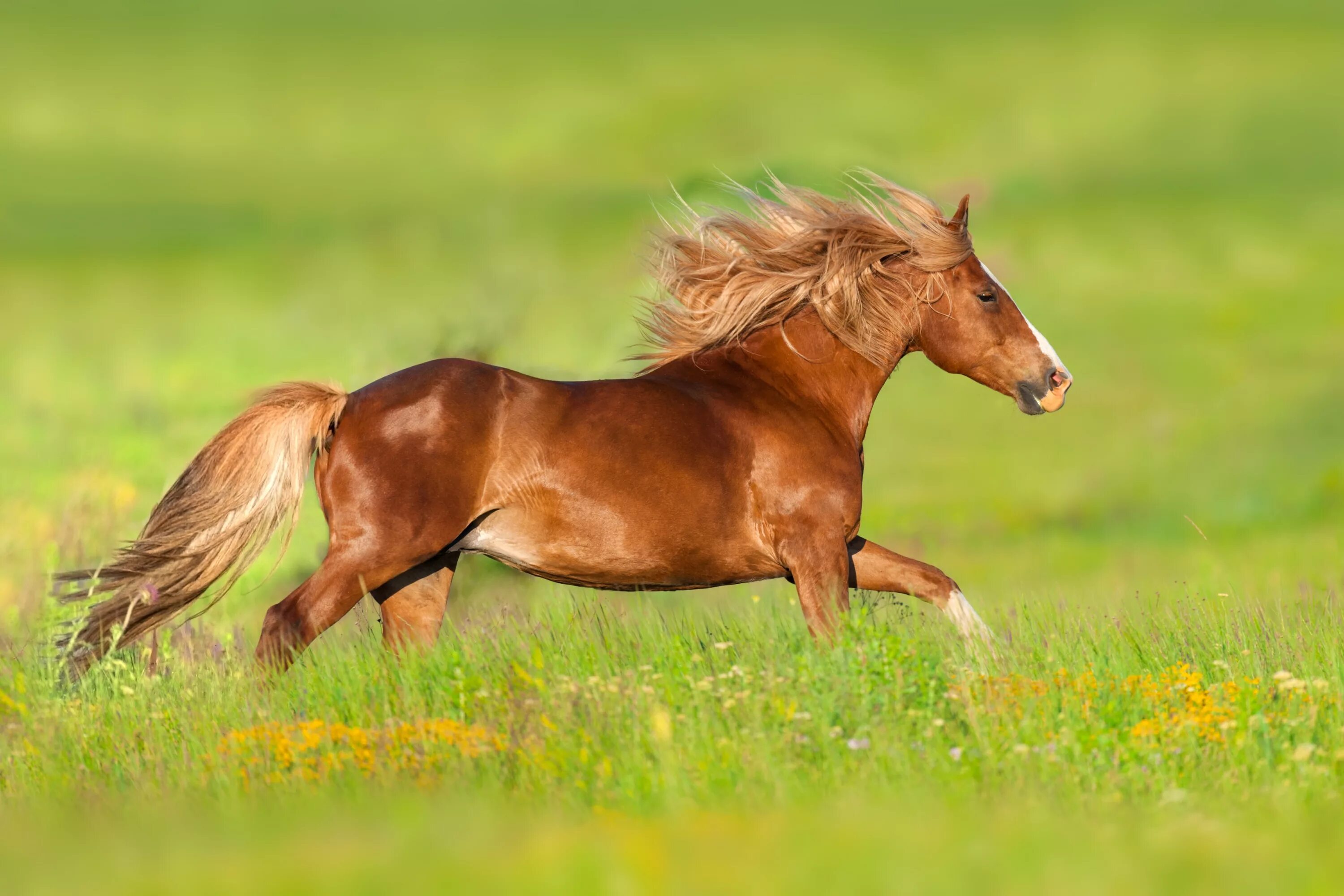 A horse is an animal. Жеребенок "Хафлингер". Лошадь бежит. Коричневая лошадь. Домашние животные лошадь.