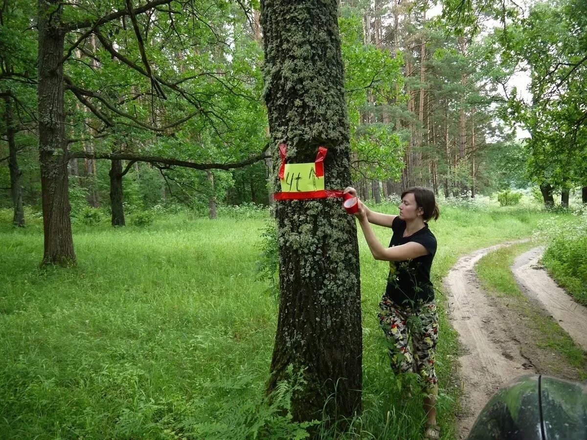 Лесной квест. Лесной квест. Задания для квеста для детей. Квест день лес. Квест день лес.