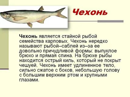Хищная пресноводная рыба семейства тресковых