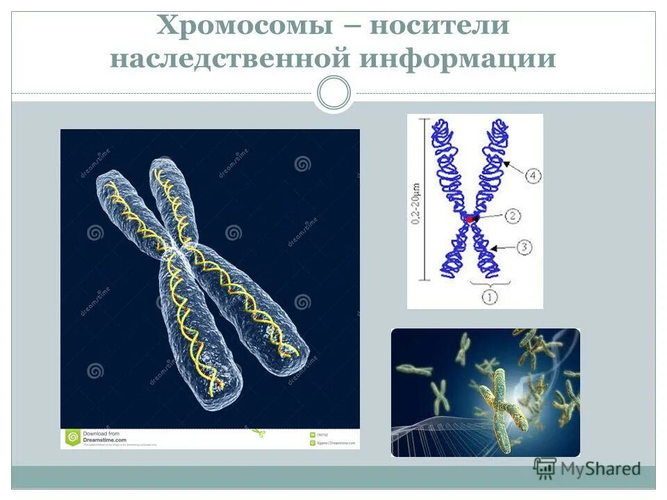 Схема различных уровней компактизации хроматина. Хромосомы в ядре клетки. Строение хромосомы. Хромосомы в клетке. Хромосомы информация.