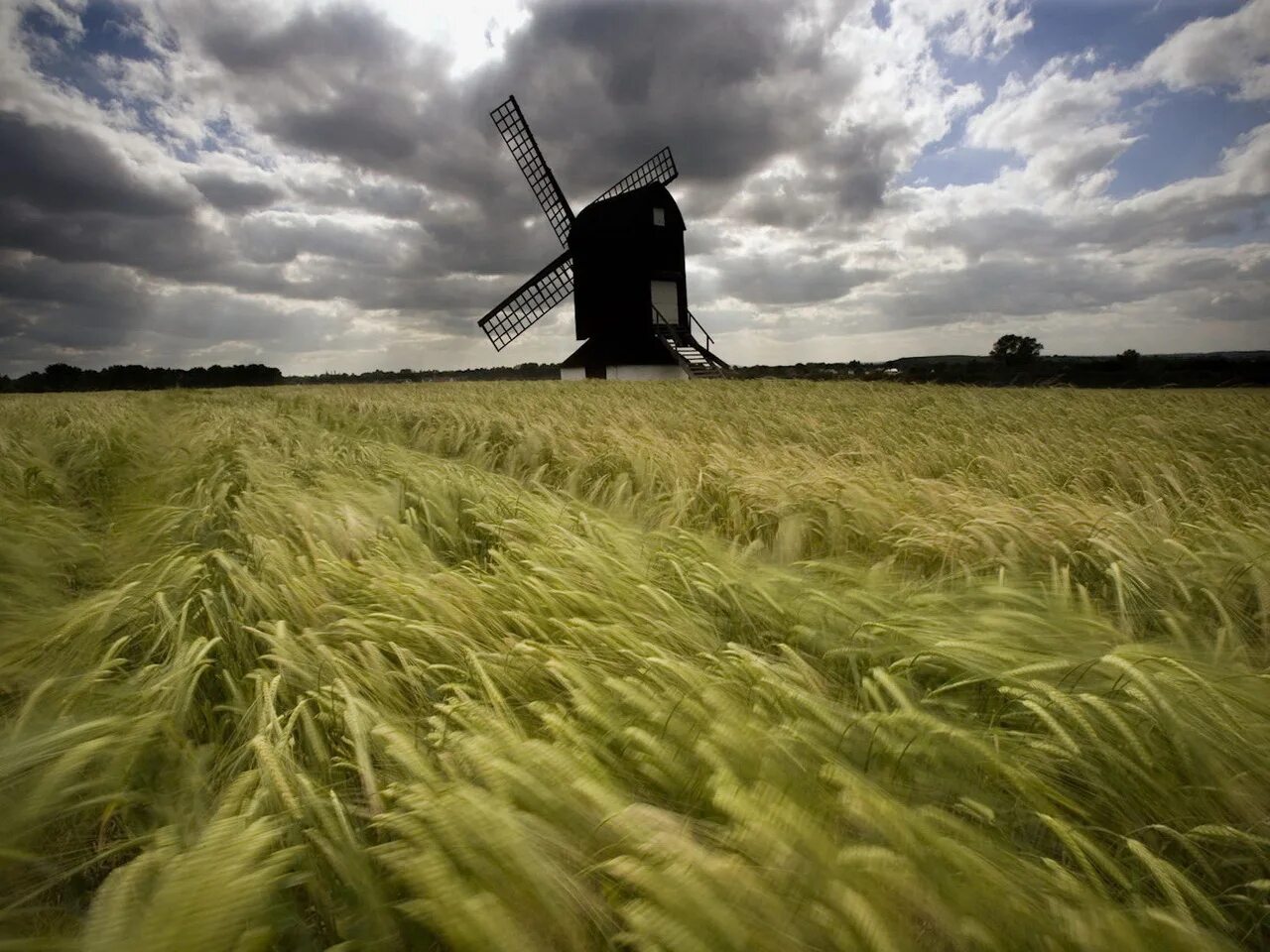 Ветер. Ветер в поле. Поле пшеницы. Сильный ветер в поле.