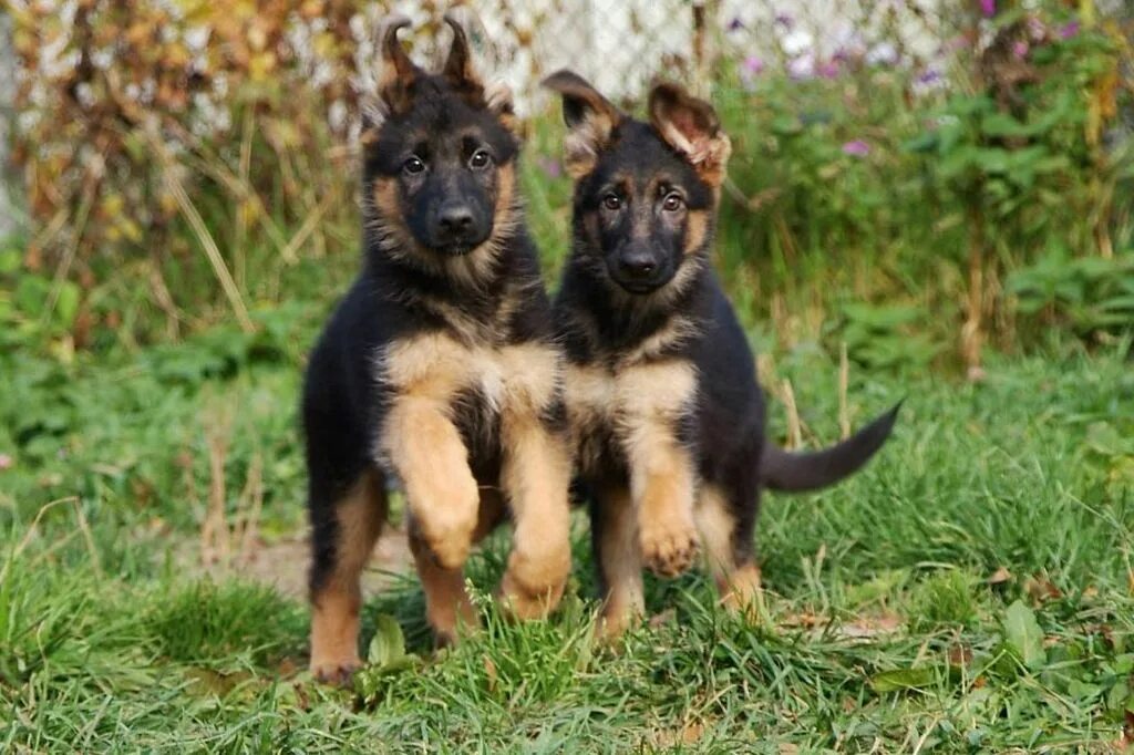 2 щенка овчарки 2 девочки. Немецкая овчарка щенок девочка. Щенок немецкой овчарки 2 мес. Щенок немецкой овчарки 2 месяца. Овчарка щенок баварская.
