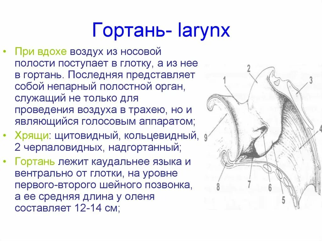 Воздух из гортани попадает в. При вдохе воздух из гортани. Из гортани воздух поступает в. Гортань при вдохе строение. Строение гортани животных.