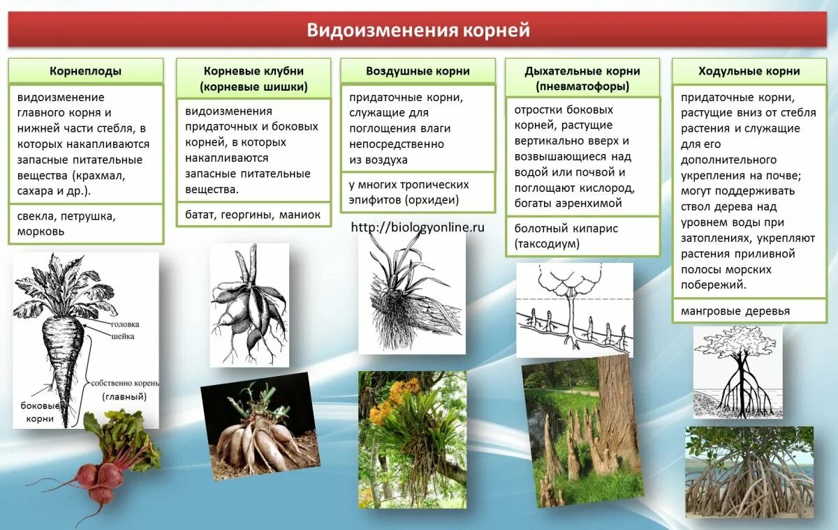 Корневые видоизменения. Дополнительные функции корневых клубней. Особенности строения видоизменения корня корнеплодов таблица. Микориза видоизменённый корень.