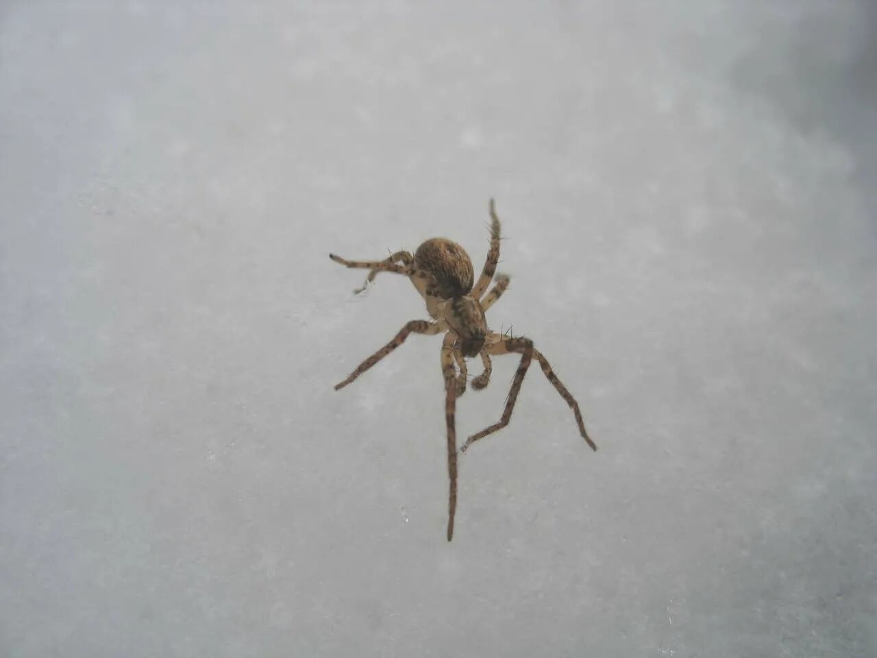 Паук бежит. Паук gif. Паук ползает. Паук филодромус серый. Киперы пауков.