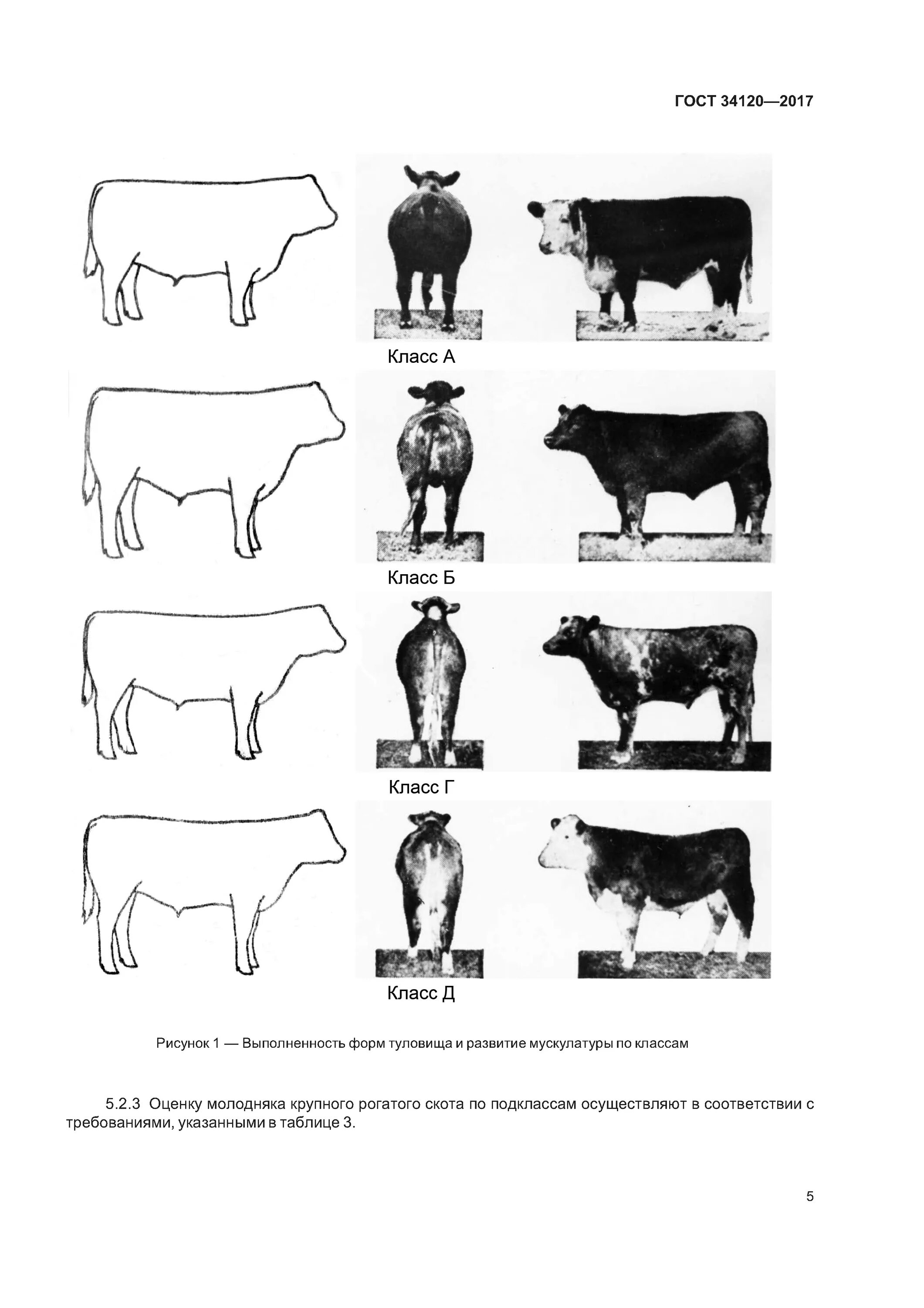 Категории упитанности крупного рогатого скота таблица. Схема категории упитанности крупного рогатого скота. ГОСТ 5110-87 крупный рогатый скот для убоя. ГОСТ крупный рогатый скот для убоя говядина в тушах и полутушах. Гост 34120