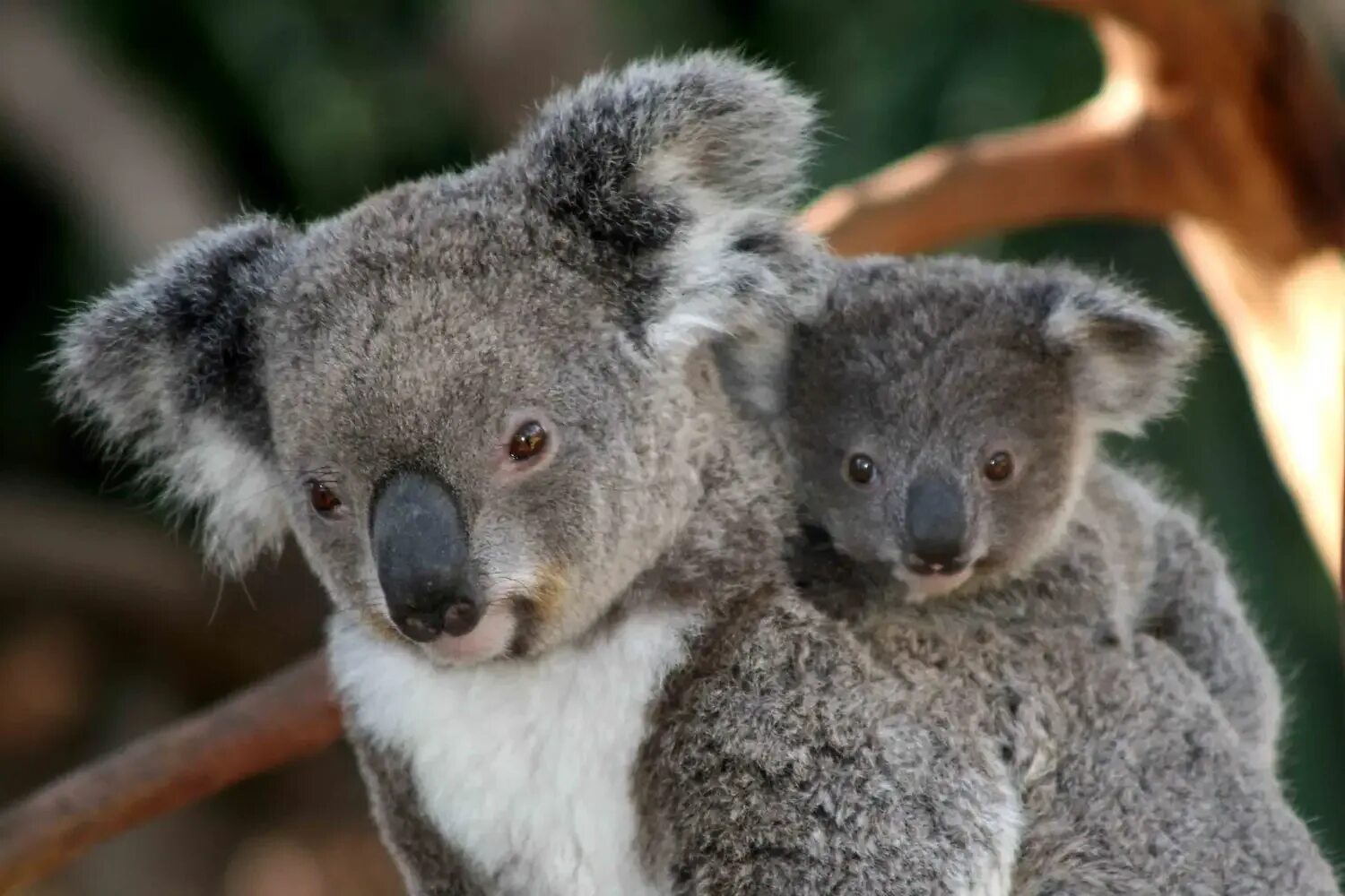 Факты о коалах. Коала в Австралии. Млекопитающие коала. Медведь коала. Сумчатый медведь коала факты.
