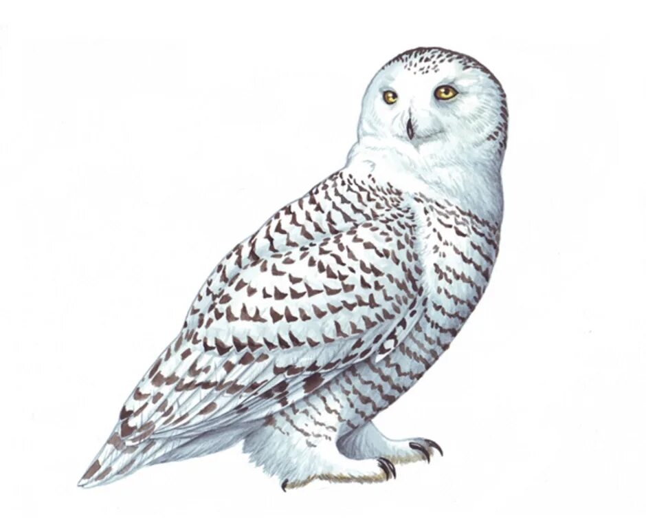 Белая сова для детей. Полярная сова меланист. Полярная сова для детей. Полярная сова для детей. Совы полярные.