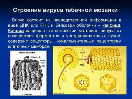 Материал вирусы