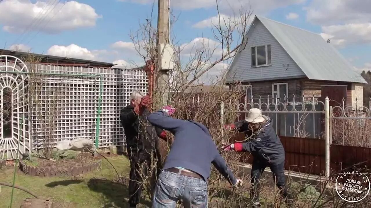 Вестник садовода розы с Алексеем Степановым.