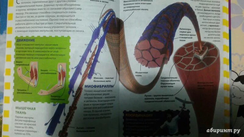 Симонова лия семеновна лабиринт. Симонова лия семеновна лабиринт. The man in the maze robert silverberg. The man in the maze robert silverberg. Человек в лабиринте роберт сильверберг.