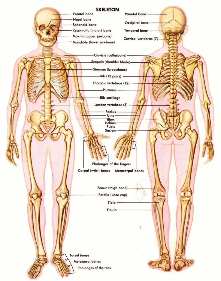 Костная система человека скелет. Костная система человека анатомия. Система костей человека скелет. Человеческий скелет название костей.