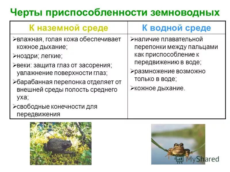 Приспособление лягушки к среде обитания таблица. Приспособления земноводных к среде обитания. Приспособления земноводных к среде обитания наземная. Приспособленность земноводных.