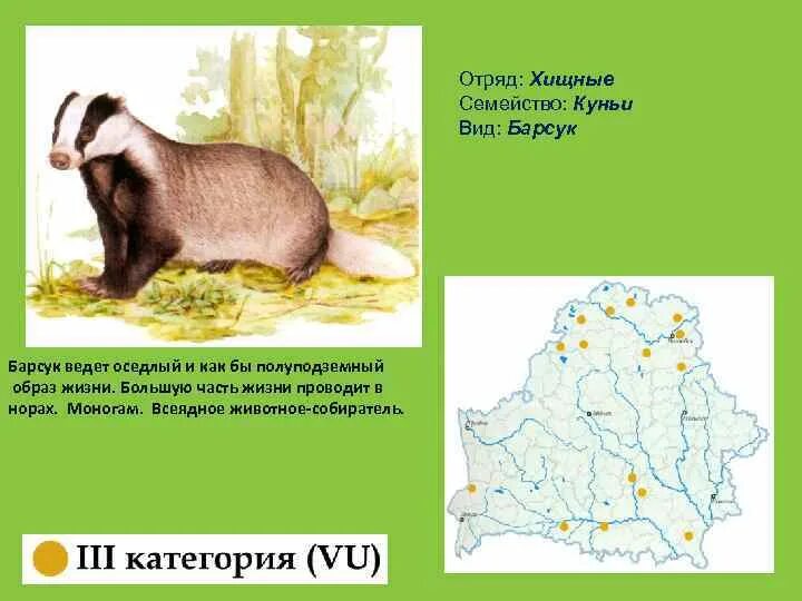 Известно что барсук обыкновенный всеядное животное ведущее