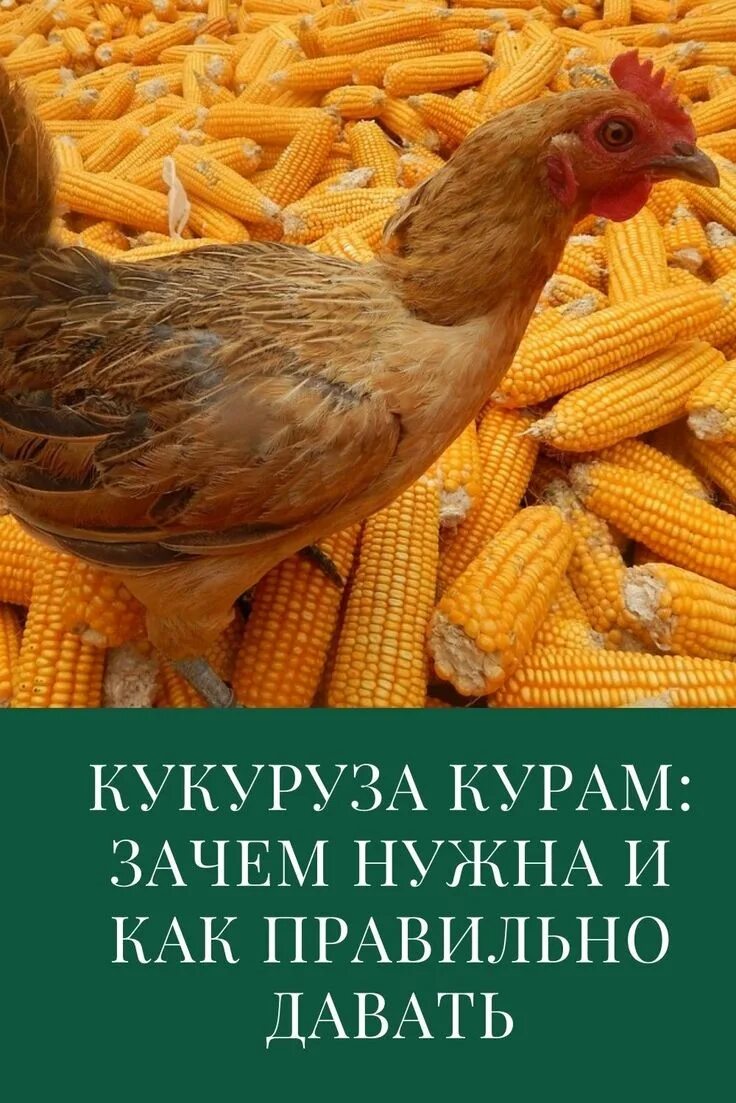 Можно давать курицам кукурузу