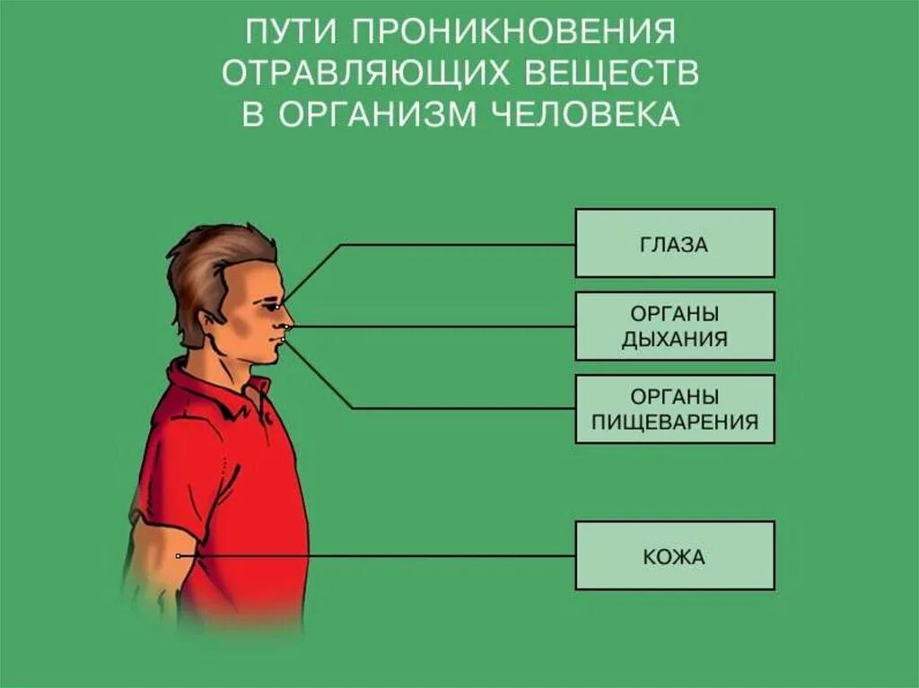 Какими путями отравляющие вещества проникают в организм. Пути проникновения вредных веществ в организм человека. пути попадания отравляющих веществ в организм человека. пути попадания химических веществ в организм человека. пути проникновения токсических веществ в организм человека.