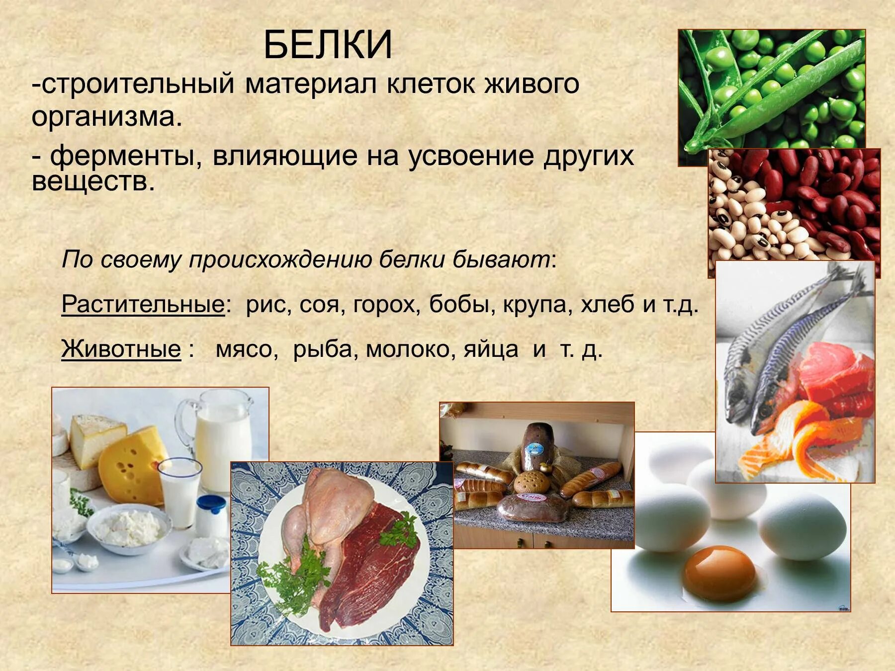 Значение белков в рационе