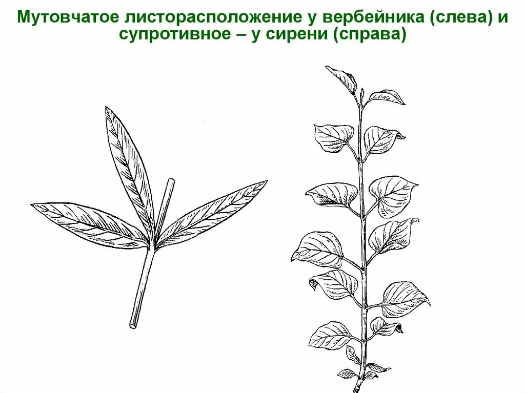Местоположение листа. Мутовчатое листорасположение. мутовчатое расположение листа. супротивное расположение листа. листья с мутовчатым листорасположением.