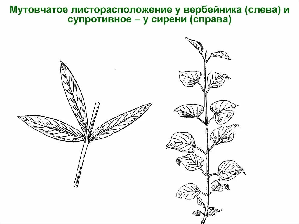 Мутовчатое листорасположение. Мутовчатое расположение листа. Супротивное расположение листа. Листья с мутовчатым листорасположением.