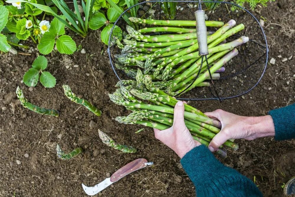 Спаржа Аржентельская куст. Спаржа рассада. Плантация спаржи. 8 Стеблей спаржи. Спаржа как выращивать в огороде